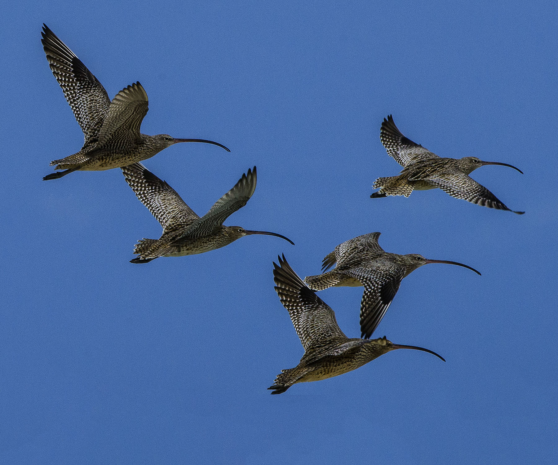 Weak links push migratory birds toward extinction - UQ News - The